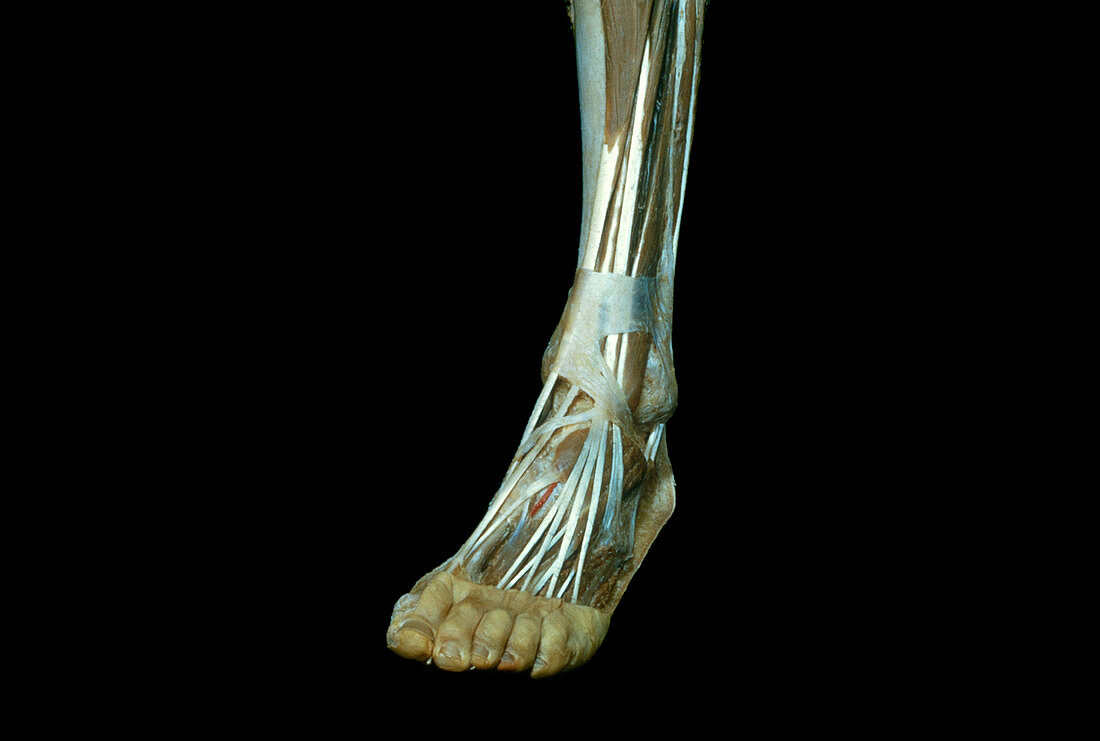 Muscles of Lower Leg