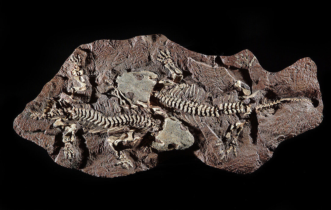 Seymouria fossils
