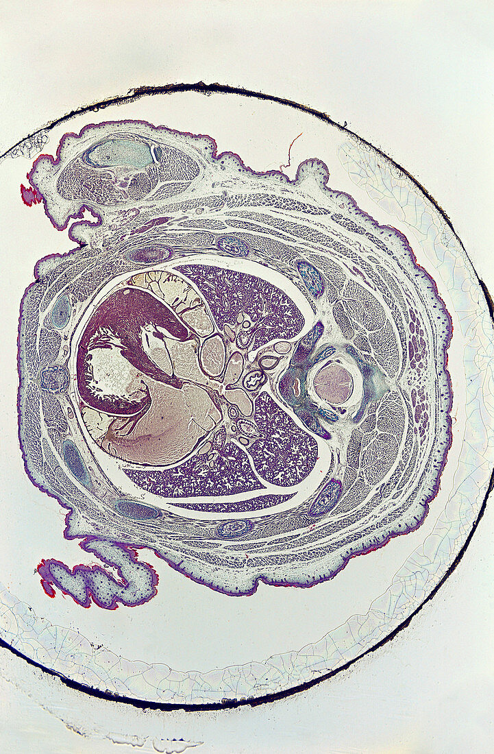 Rat Embryo (LM)