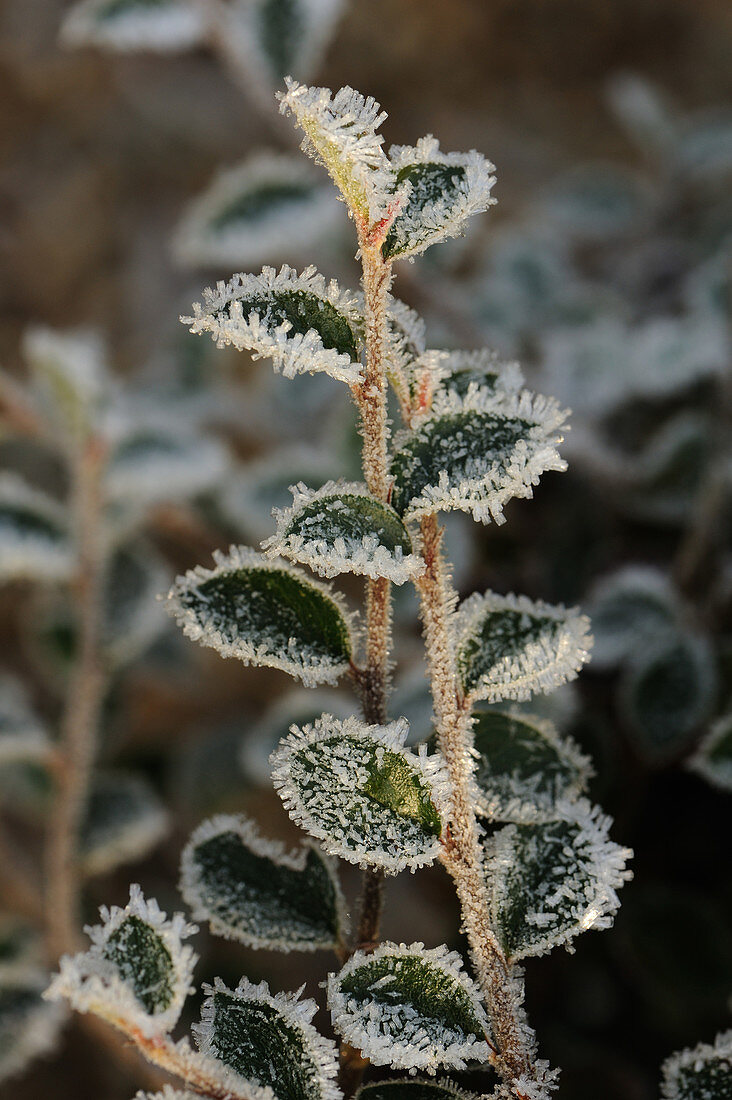 Hoar frost on Cotoneaster
