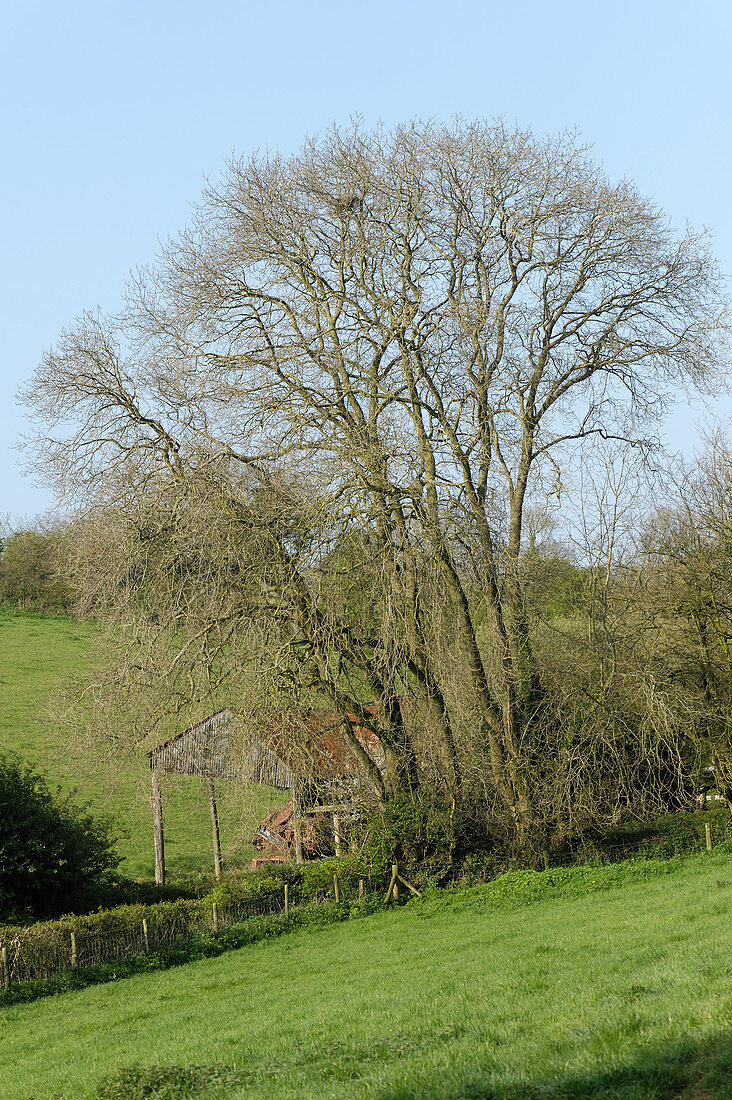 Large multi-stemmed ash tree