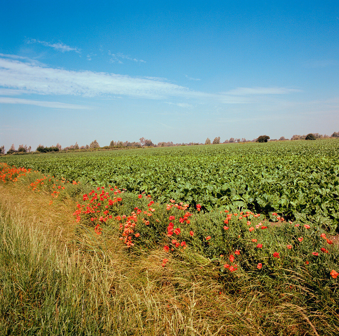 Sugar Beet field with Corn Poppies