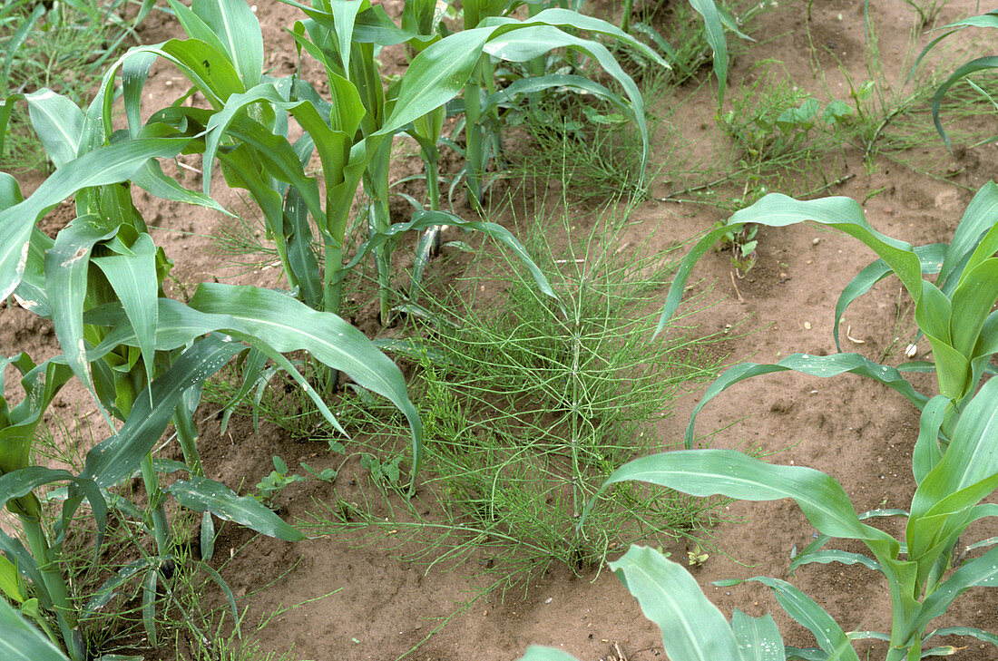 Common horsetail among Corn Plants