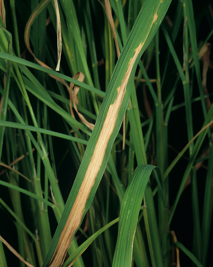 Bacterial blight of Rice