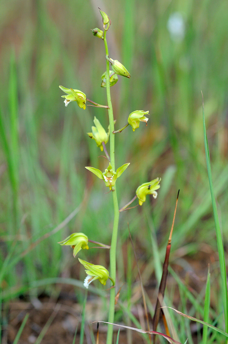 Cambodian Orchid