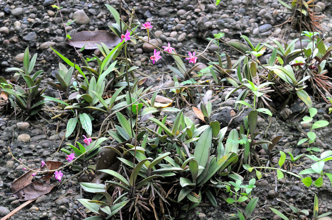 Terrestrial Phalaenopsis Orchid