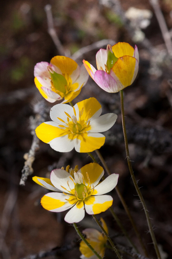 Carnival Poppy