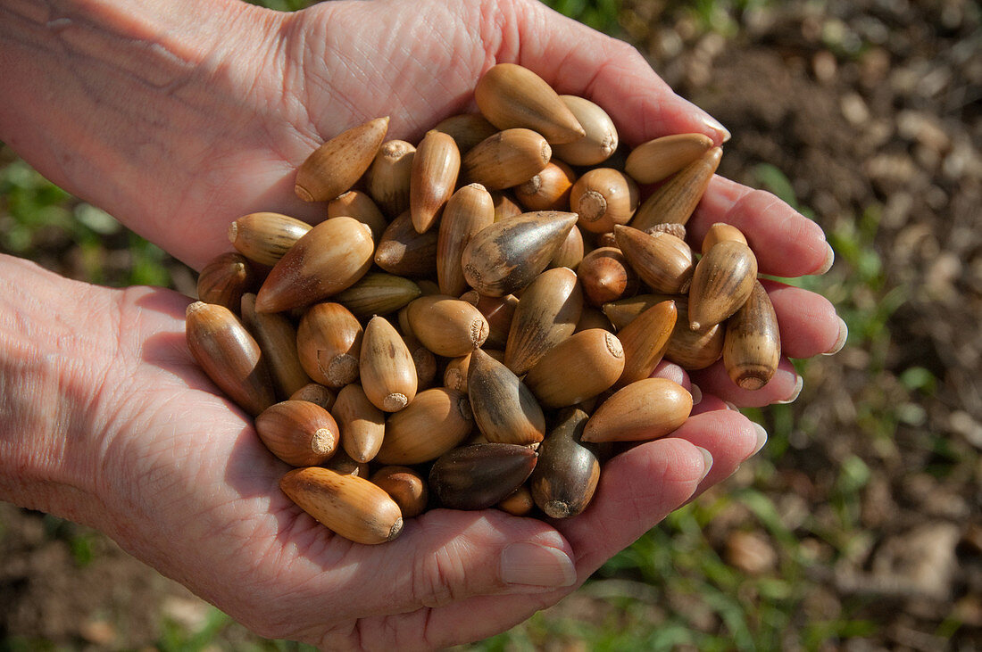 Hands holding acorns