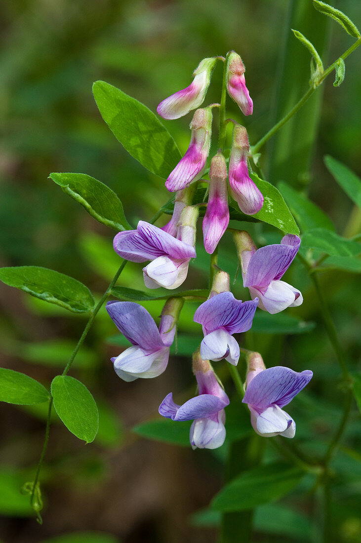 Bolander's Pea (Lathyrus vestitus)