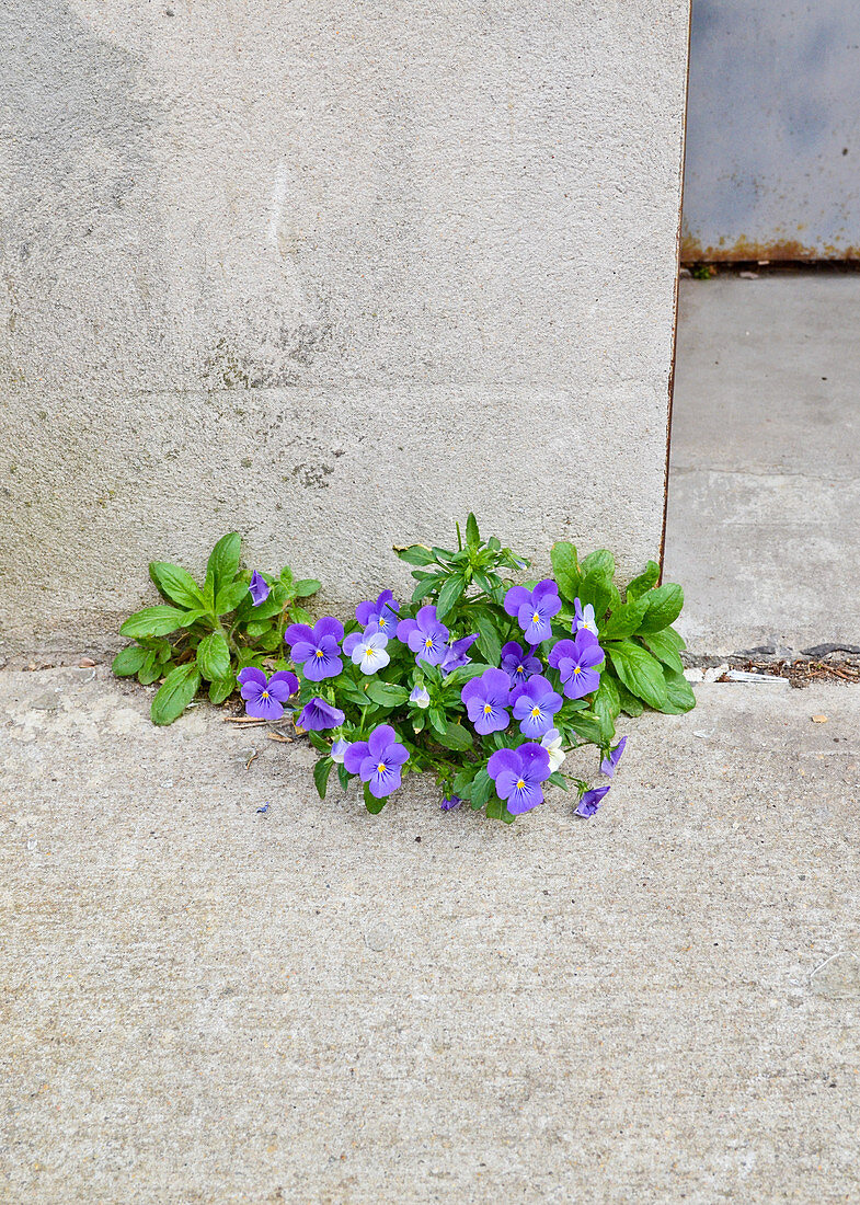 Pansies growing out of concrete