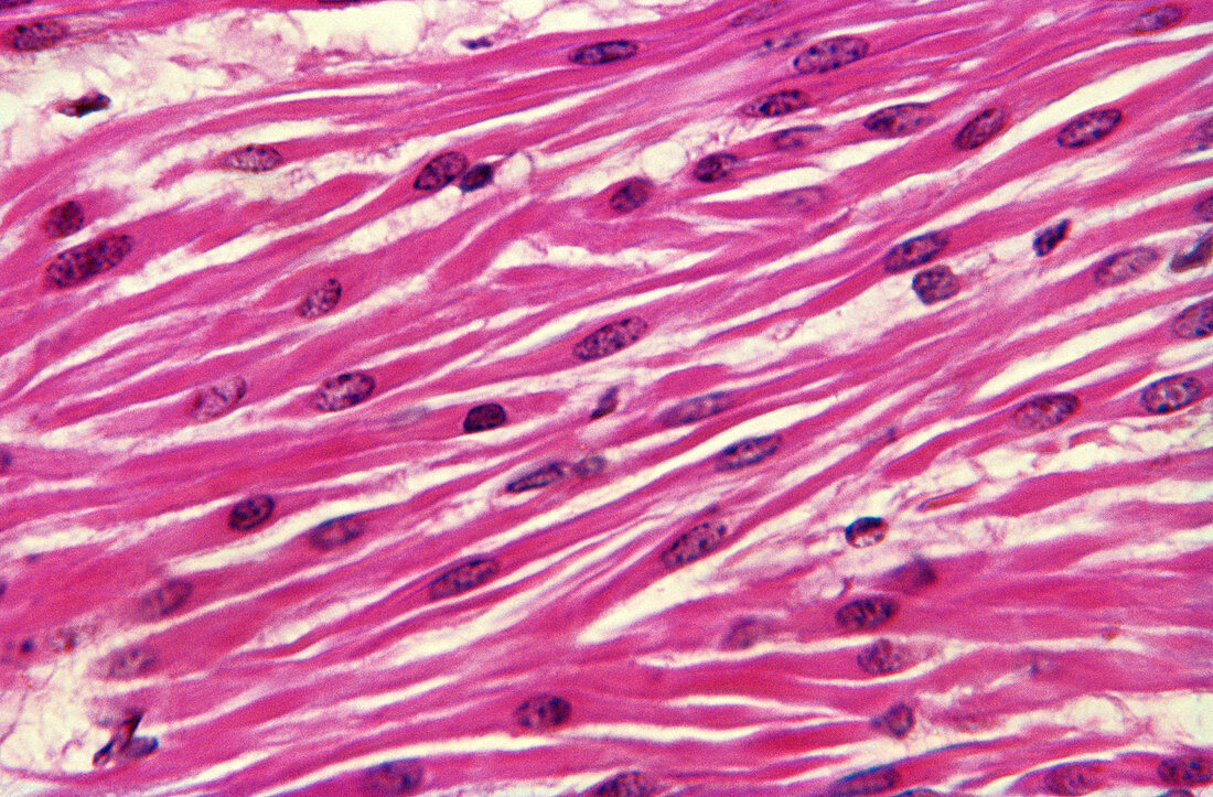Smooth muscle,light micrograph
