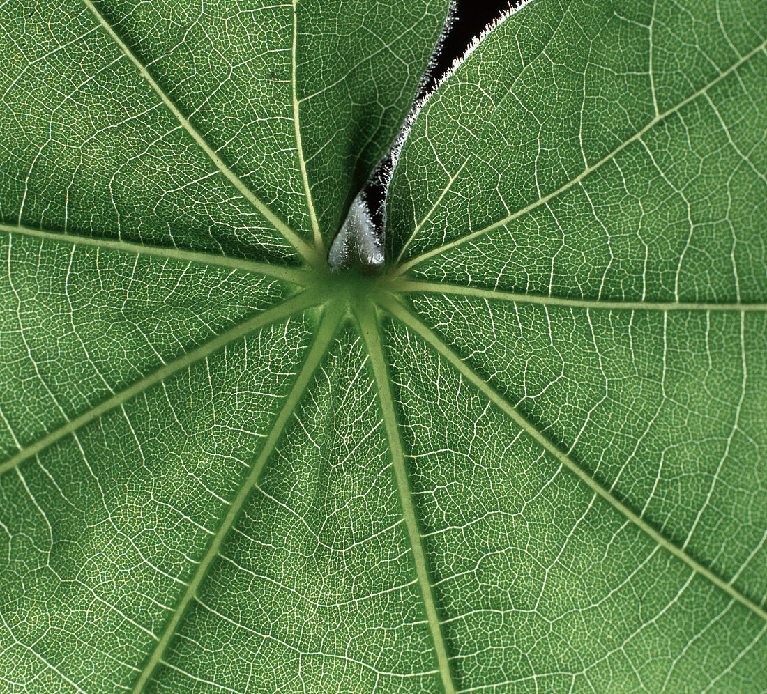 Abutilon Leaf