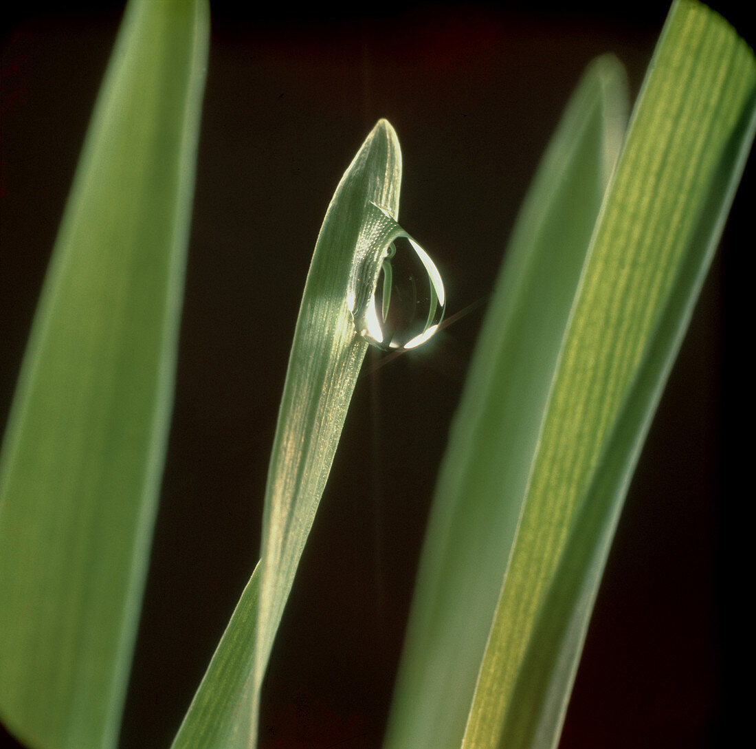 Water droplet on a barley leaf