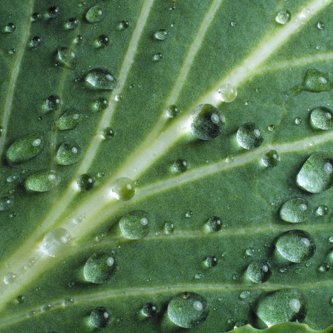 Water droplets on a cabbage leaf