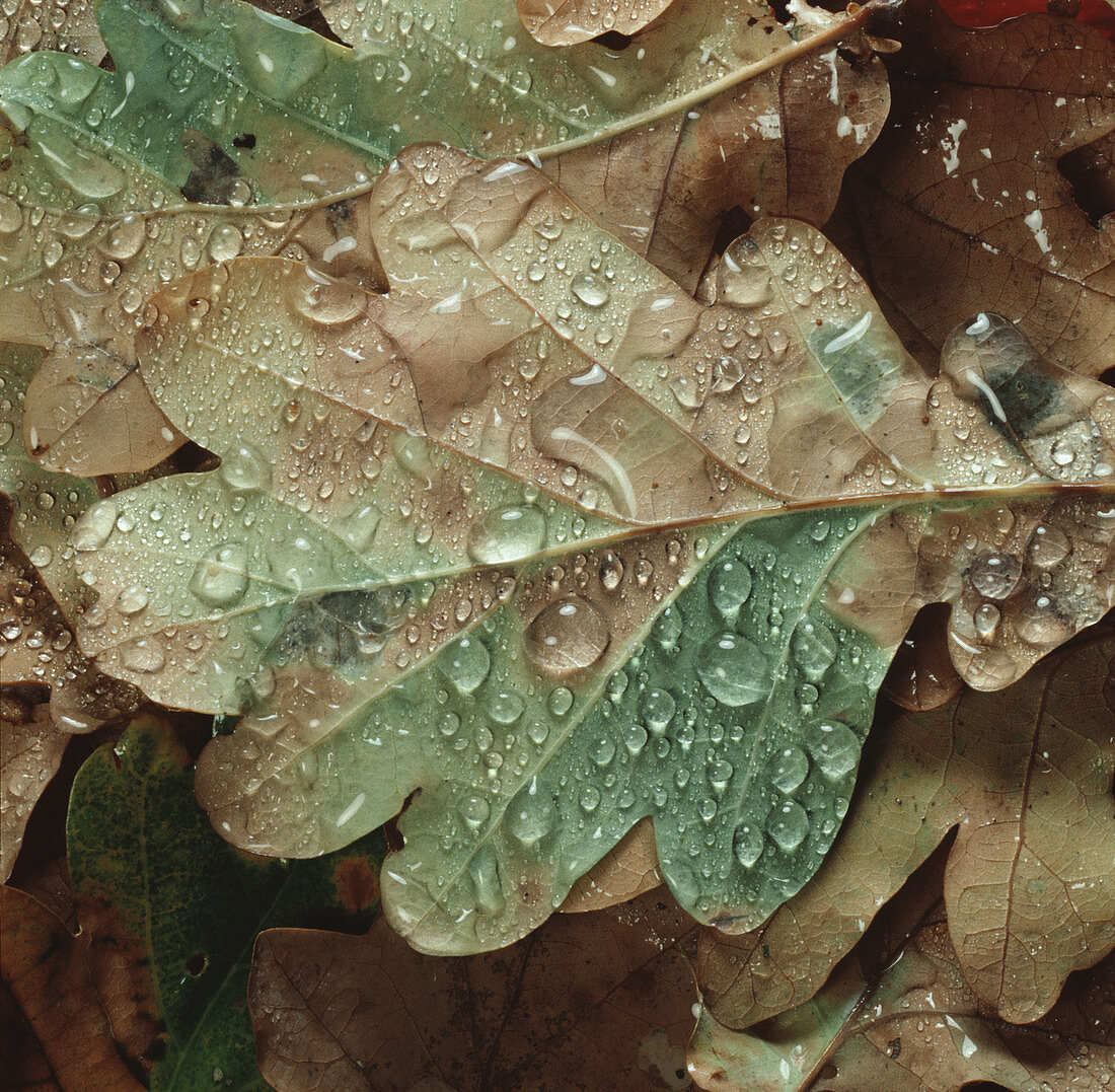 Rain water droplets on fallen oak leaf