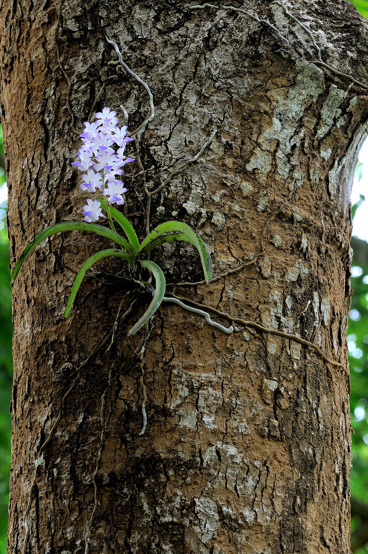 Epiphytic Orchid
