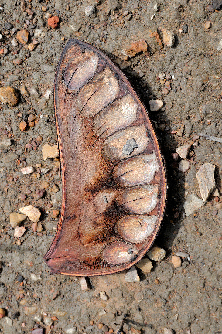 Xylia xylocarpa seedpod