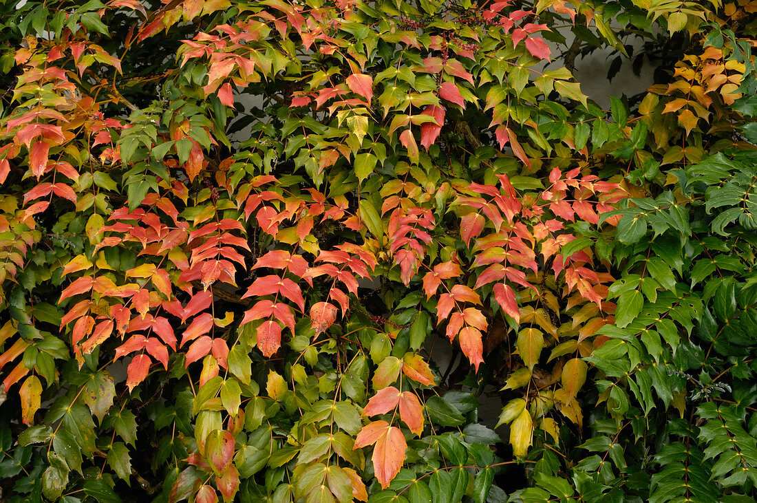Dying Leaves on Mahonia