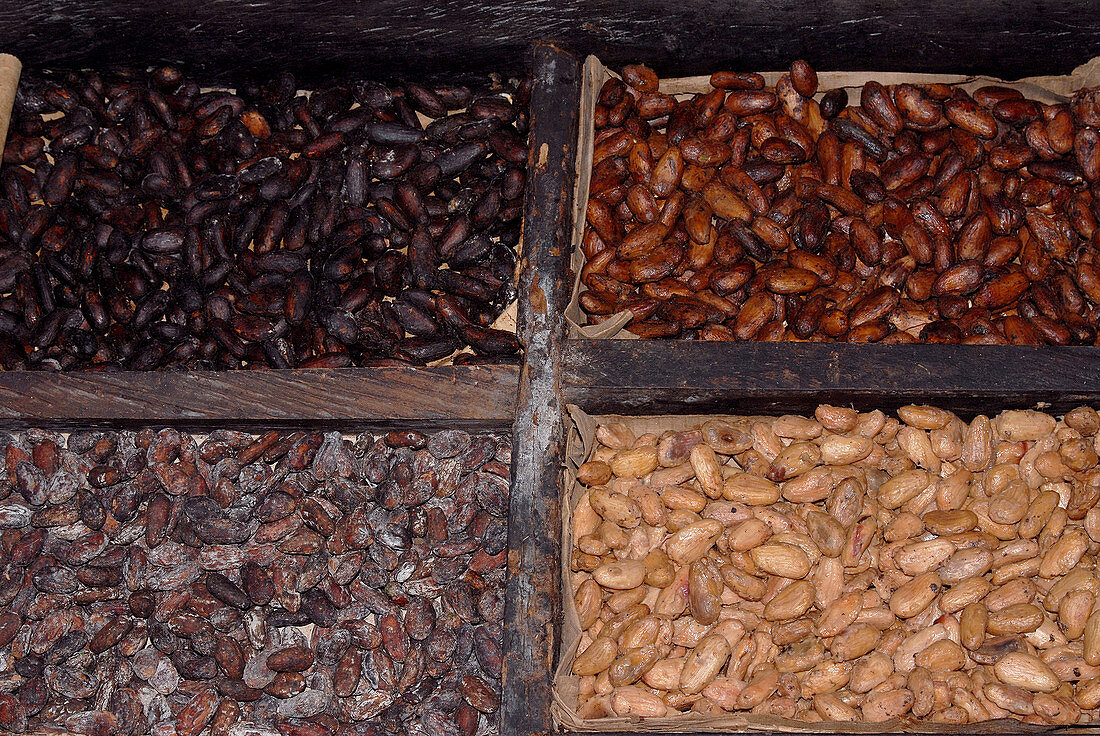 Cacao Beans Drying