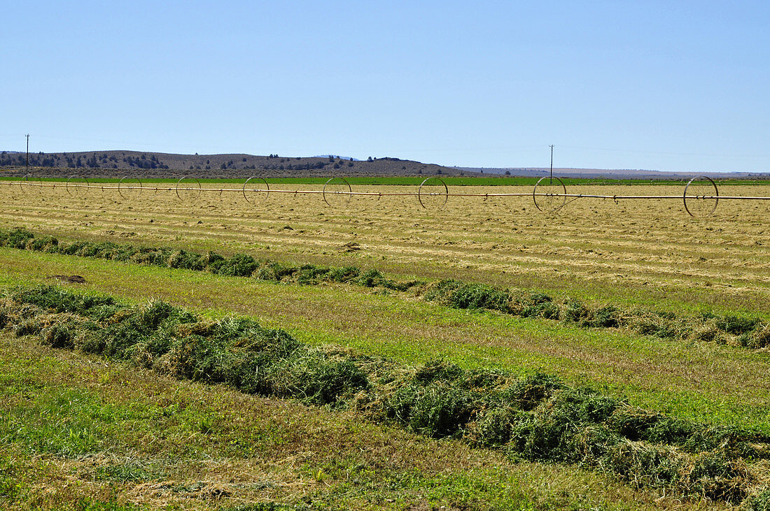 Mowed Alfalfa Field