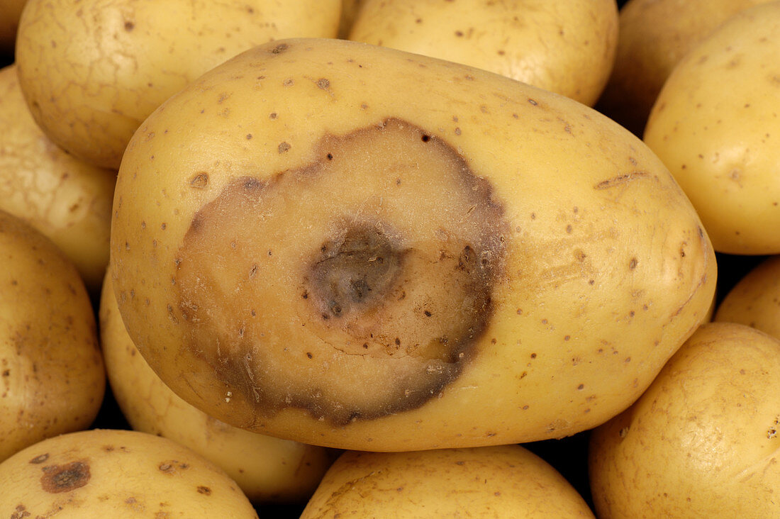 Bacterial soft rot on Potato