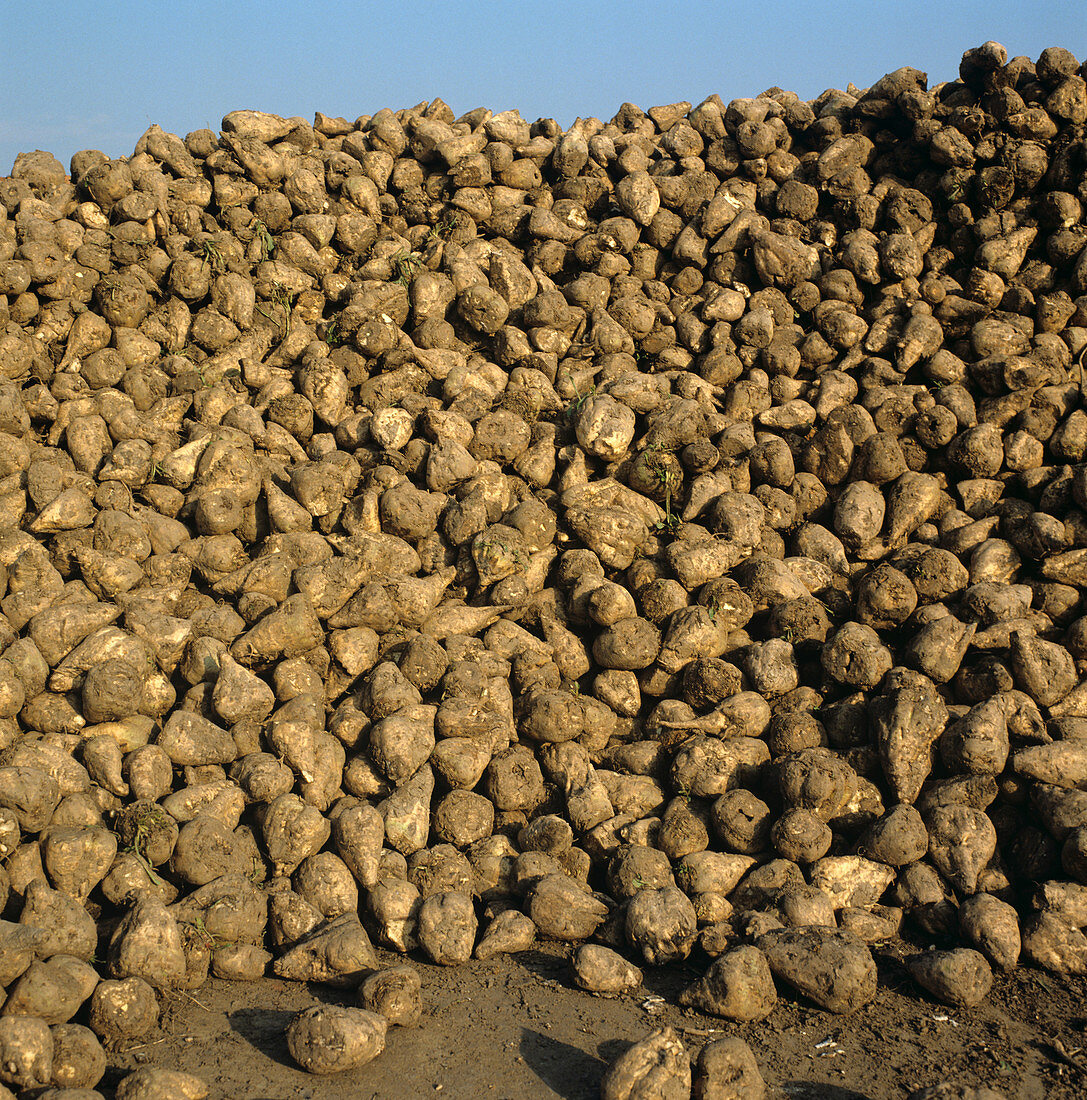 Pile of harvested sugar beets