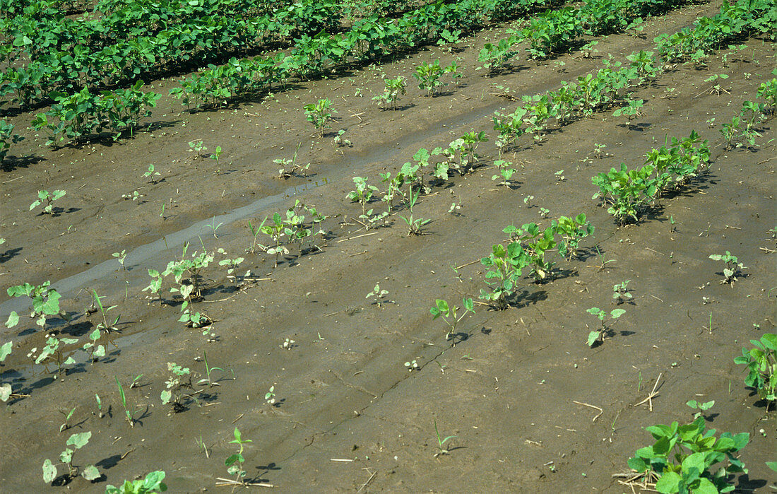 Soy Crop affected by Heavy Rain