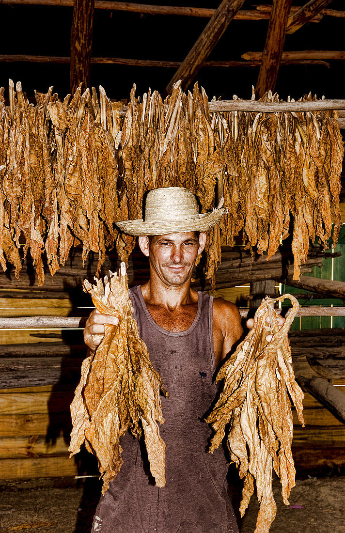 Tobacco Farmer with Dry Tobacco