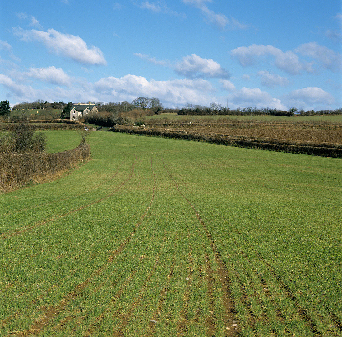 Barley yellow mosaic virus effects