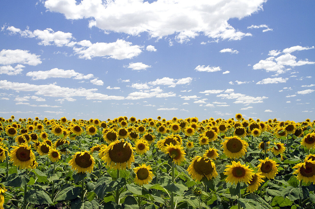 Sunflowers Grow on Farmland,Argentina