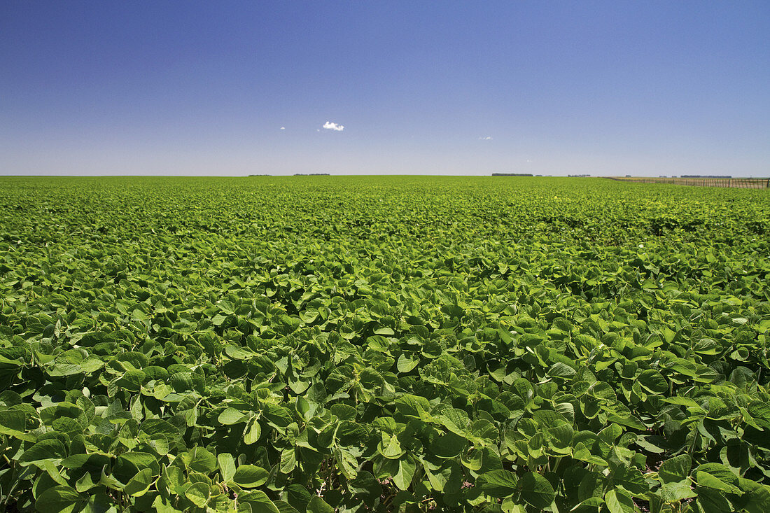 Soybean crop,Argentina