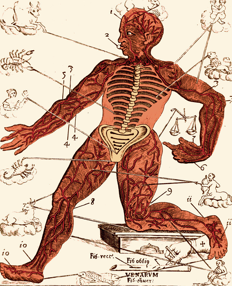 Vein Man,Medical Astrology,17th Century