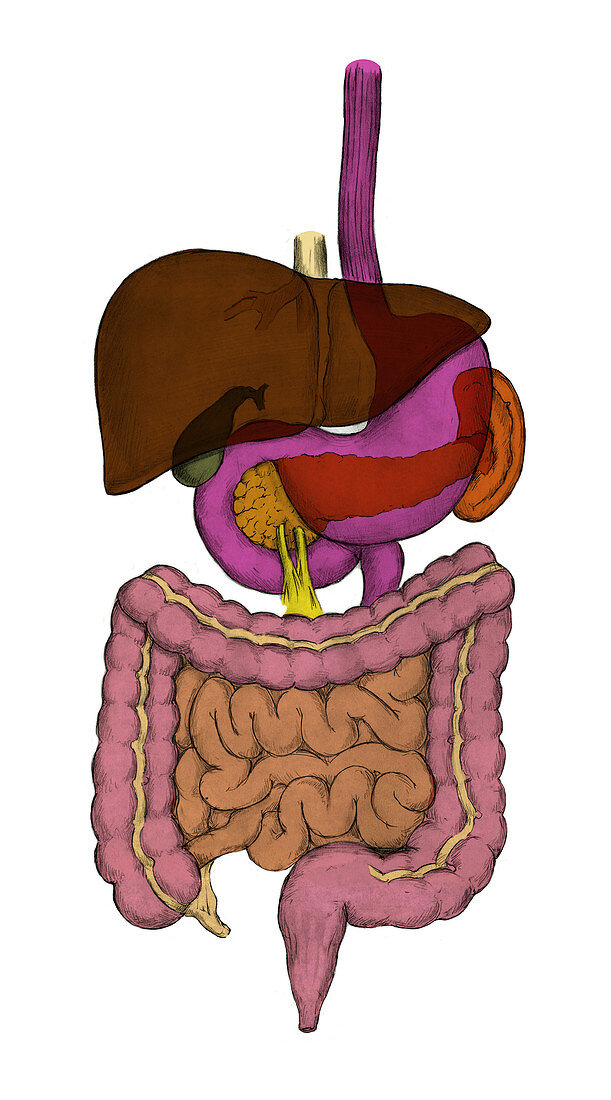 Digestive System