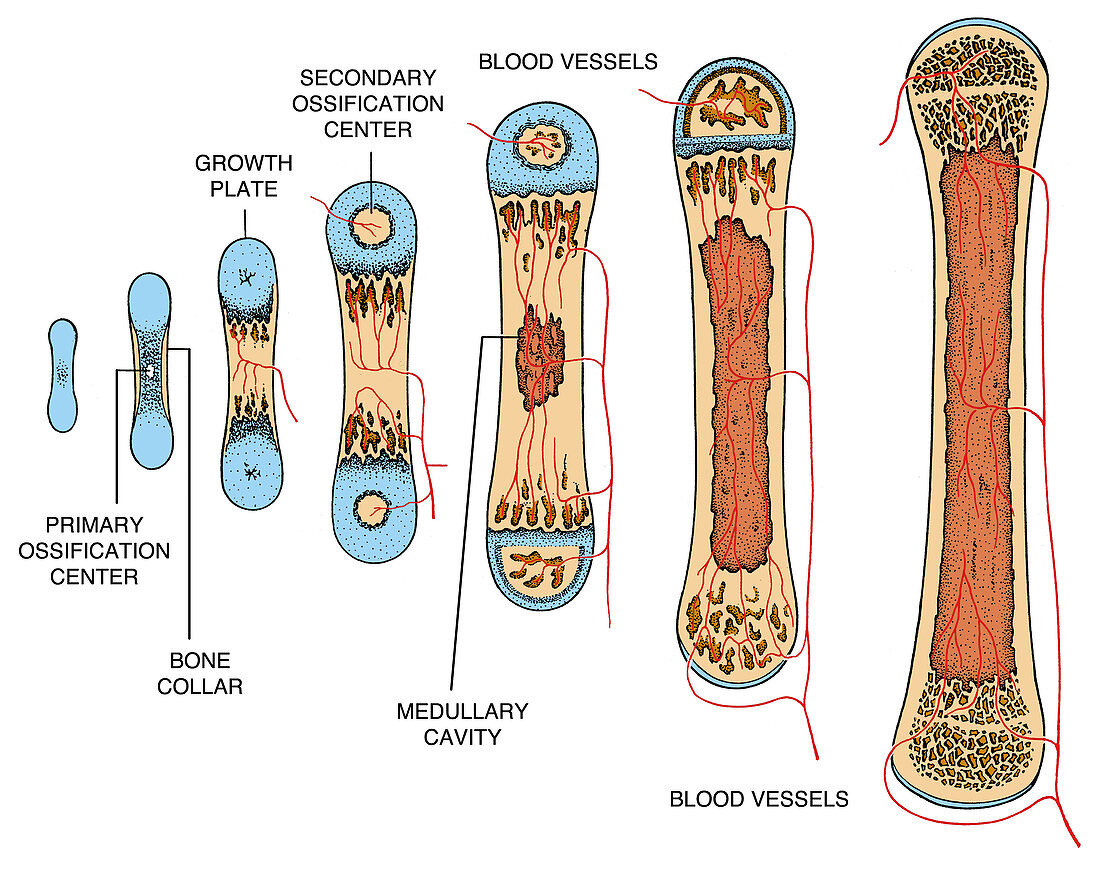 Bone Growth