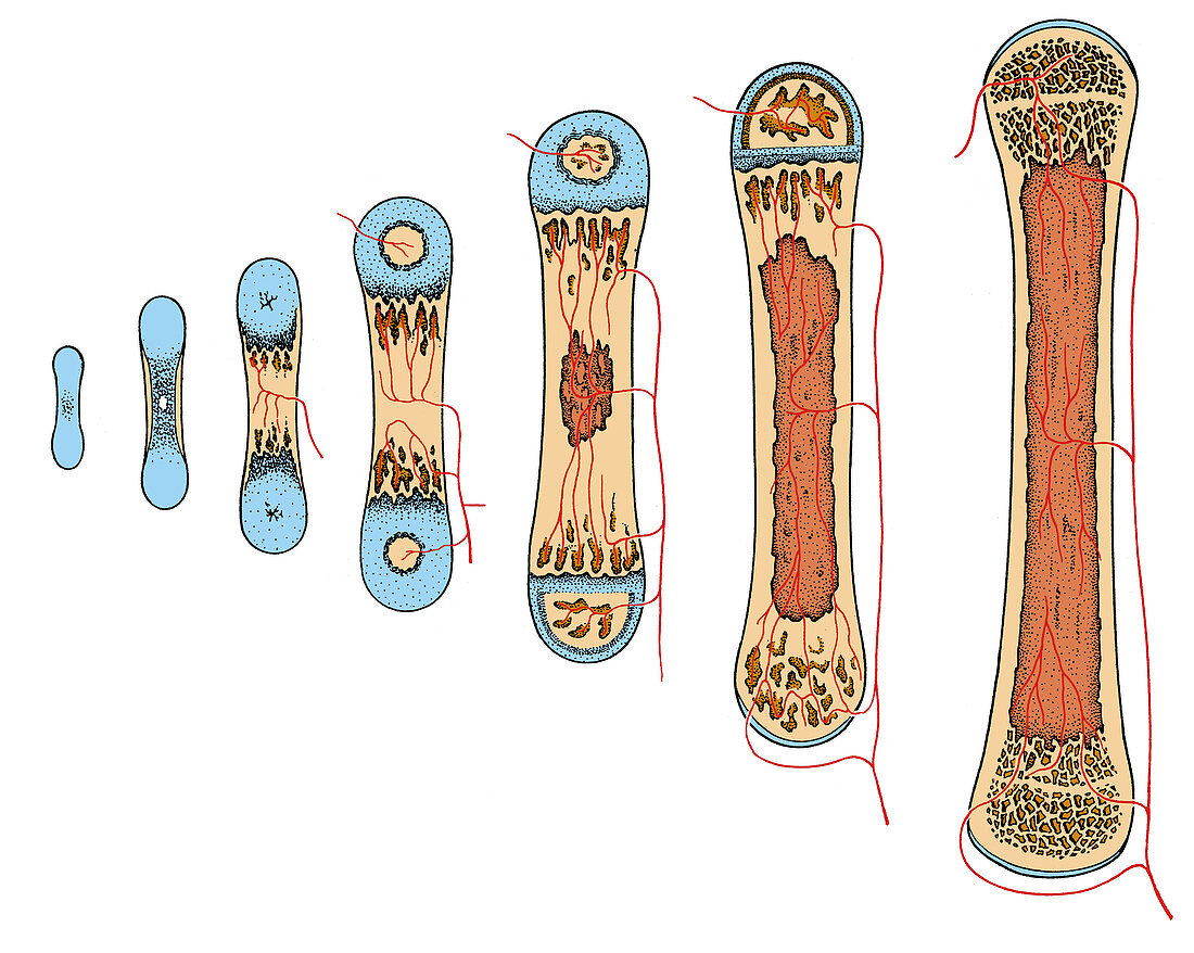 Bone Growth