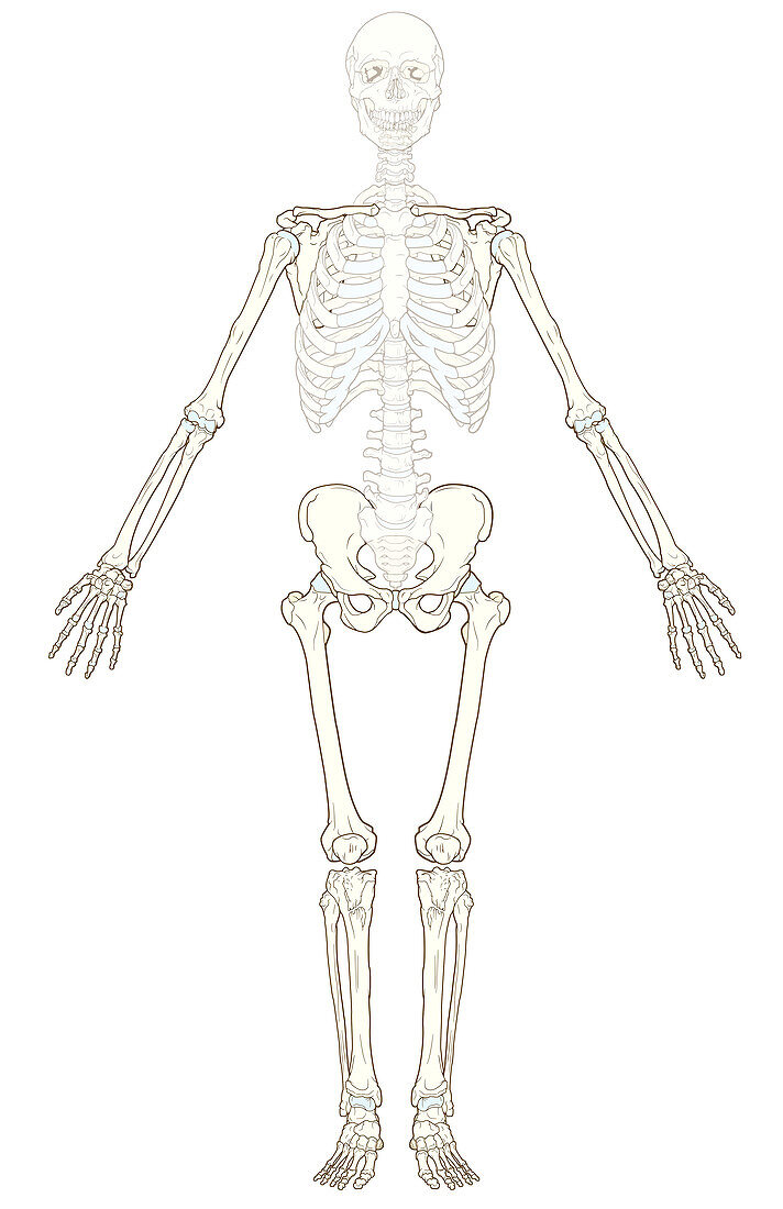 Appendicular Skeleton