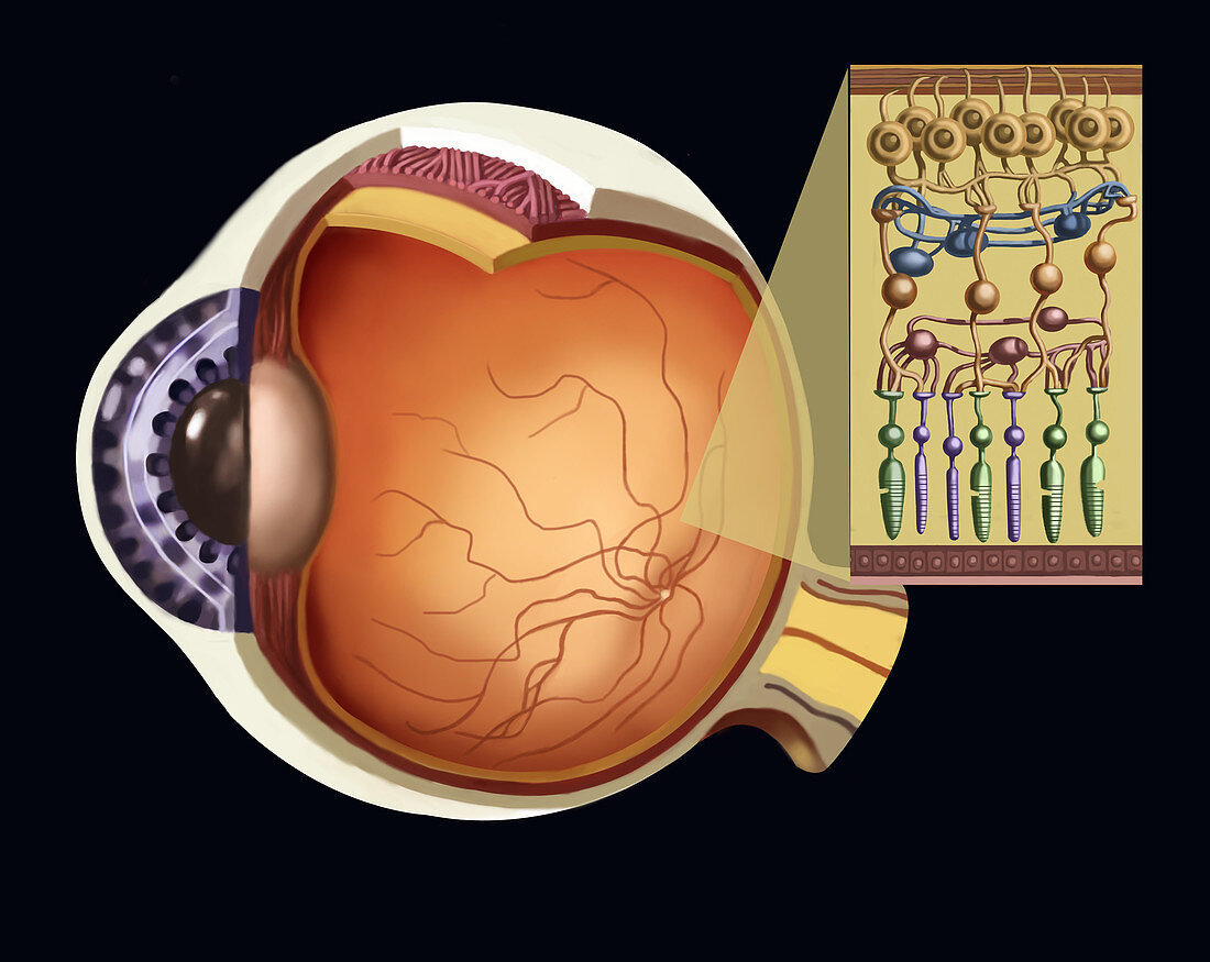Rods And Cones