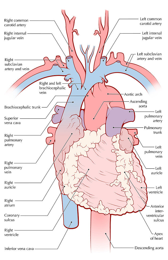 Heart Anatomy