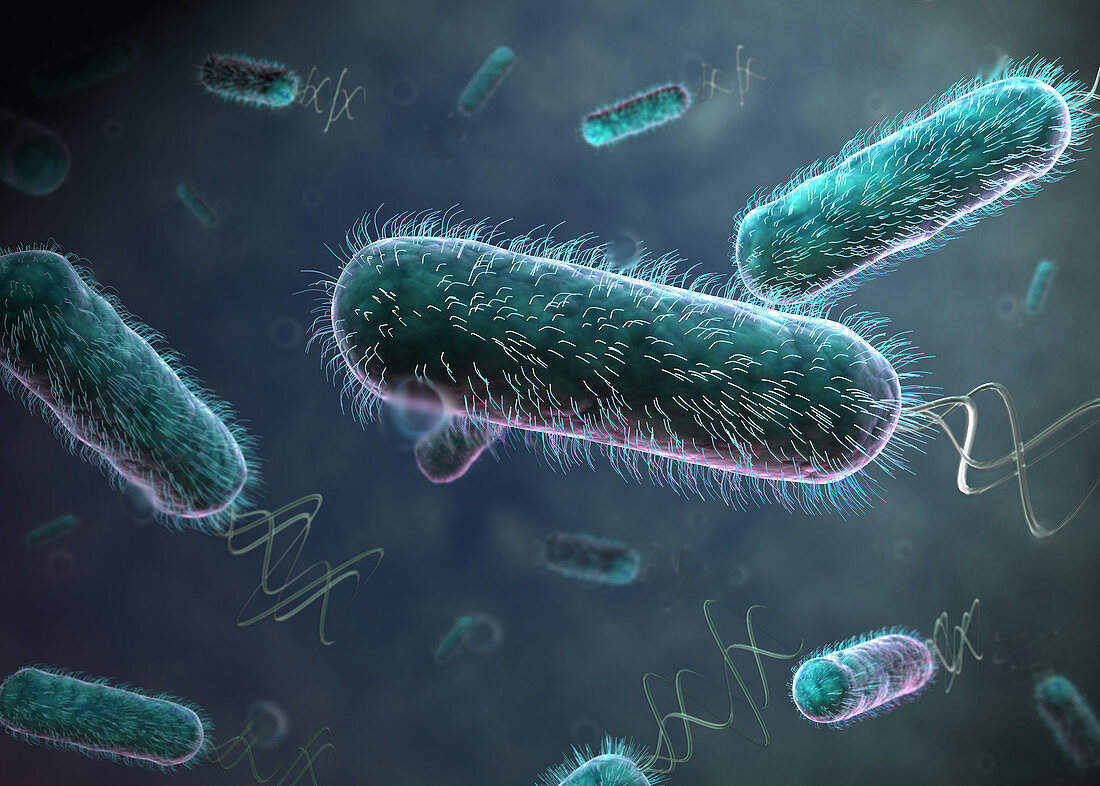 E. coli Bacteria