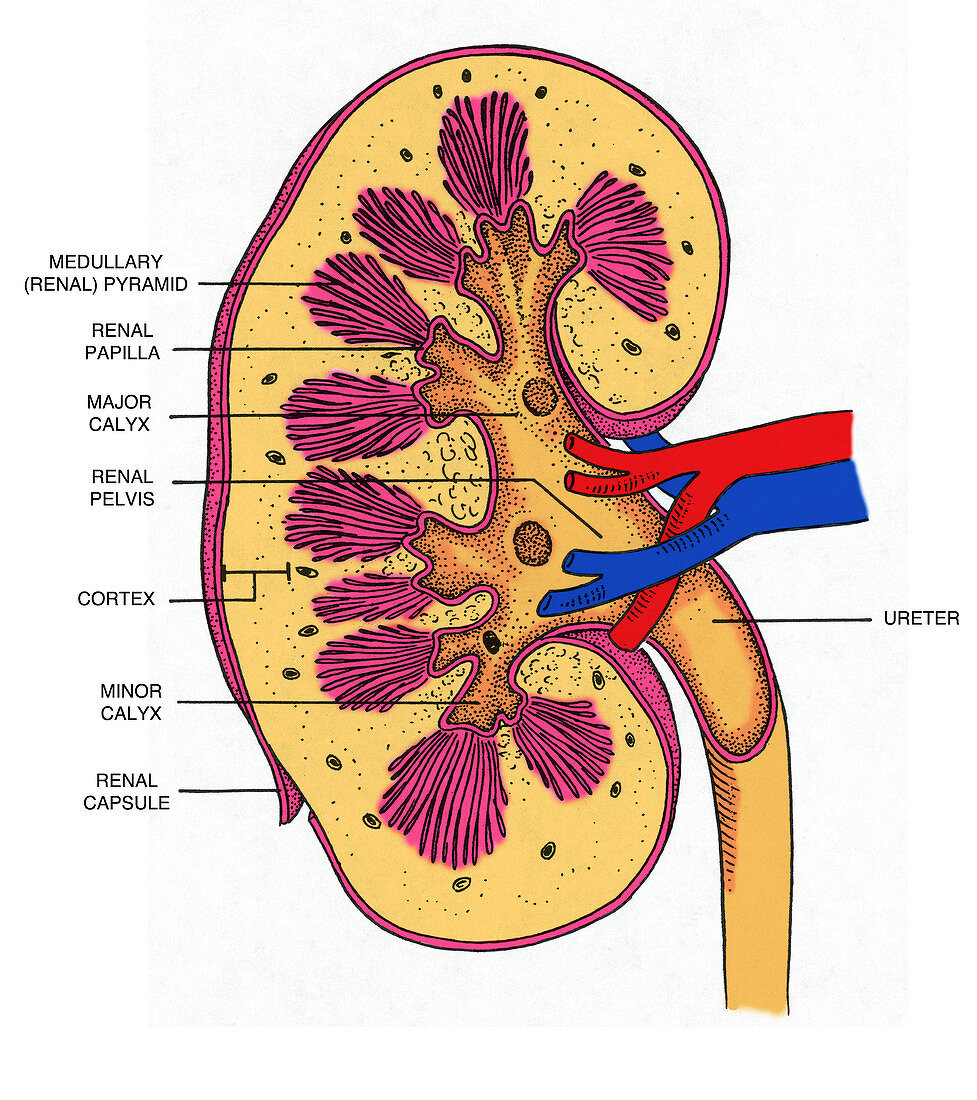 Cross Section of Right Kidney