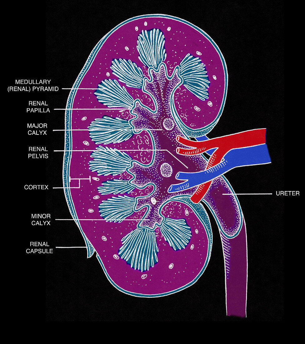 Cross Section of Right Kidney