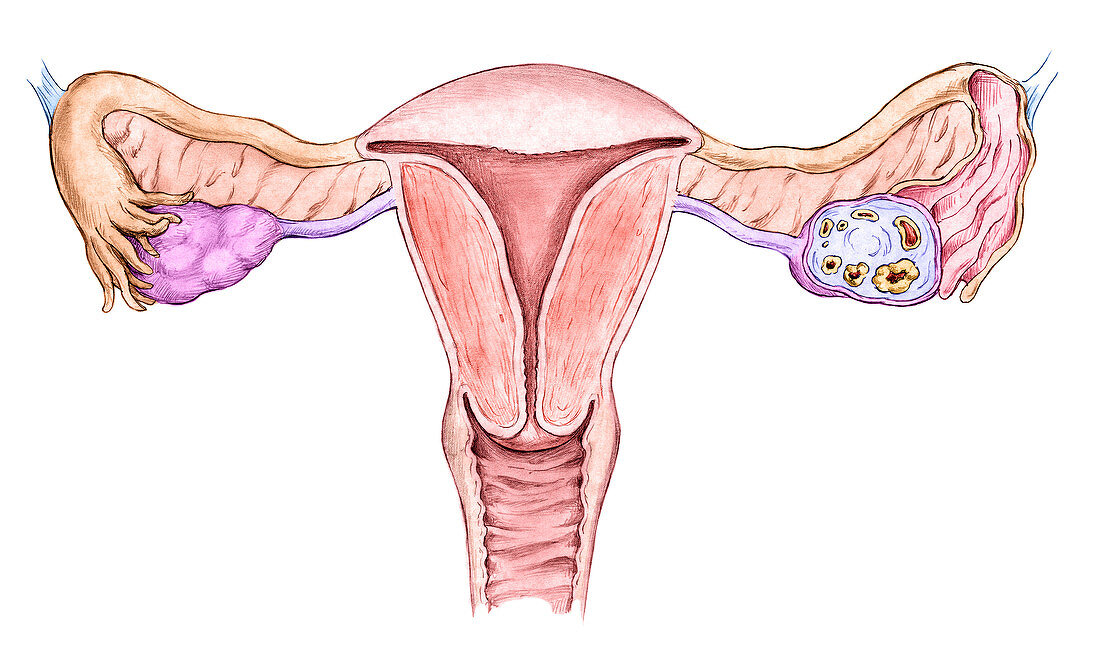 Female Reproductive Organs