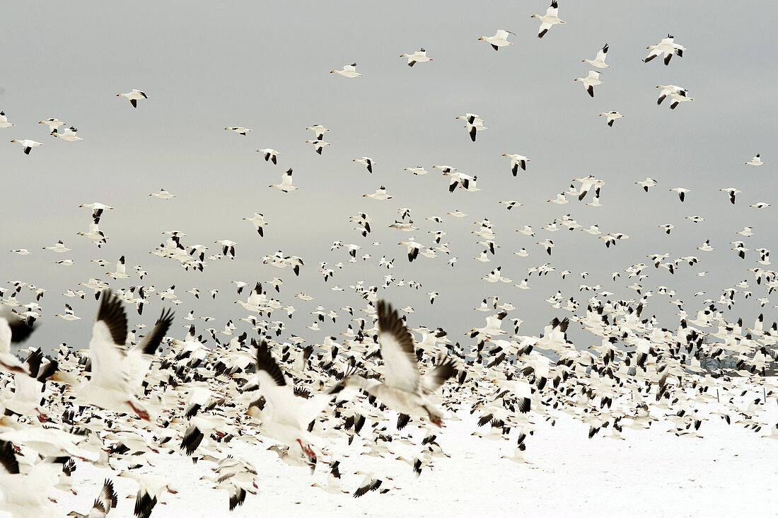 Snow Geese Migration