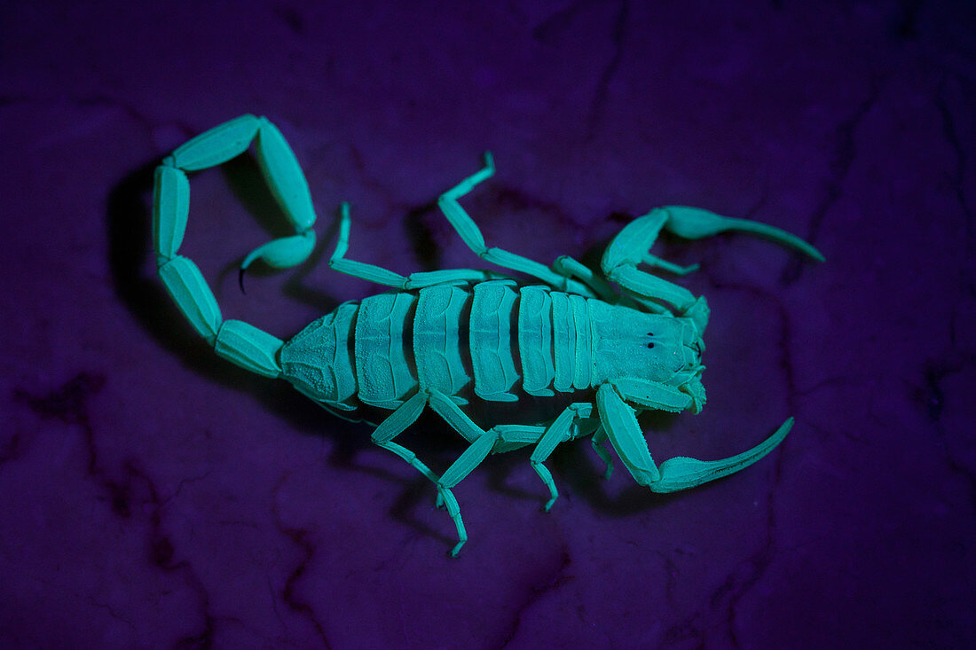 Arizona Bark Scorpion