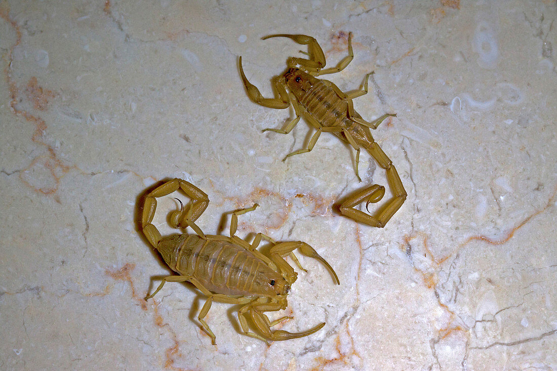 Arizona Bark Scorpions