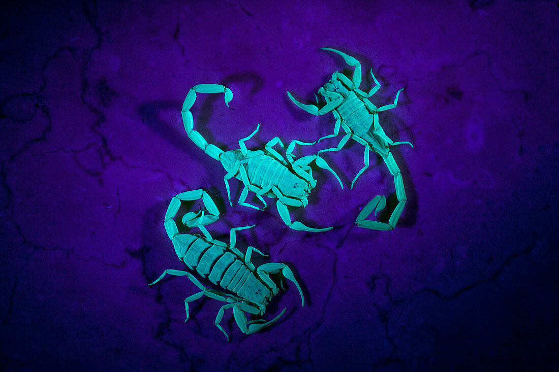 Arizona Bark Scorpions