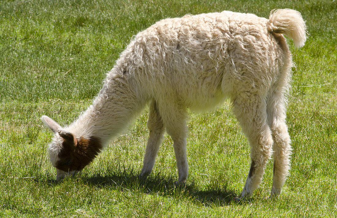 Young Llama Grazing Grass