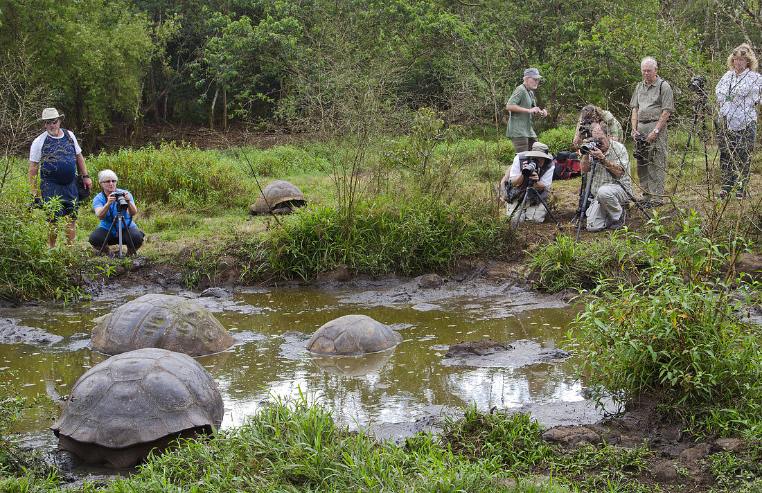 Tourist Photographing Giant Tortoises