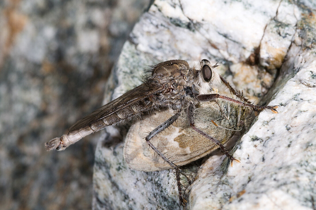 Undescribed Species of Robber Fly