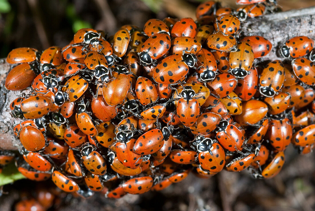 Convergent Ladybird Beetles